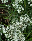 Allium tuberosum