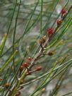 Allocasuarina distyla