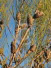 Allocasuarina distyla