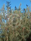 Allocasuarina grampiana