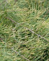 Allocasuarina humilis