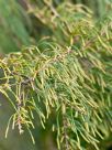 Allocasuarina humilis