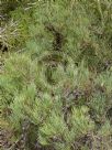 Allocasuarina humilis