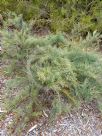 Allocasuarina humilis