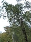 Allocasuarina inophloia