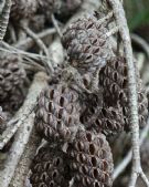 Allocasuarina littoralis