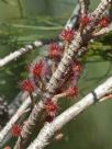 Allocasuarina littoralis