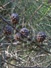 Allocasuarina littoralis