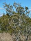 Allocasuarina littoralis