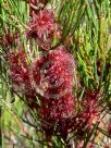 Allocasuarina nana