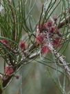 Allocasuarina nana