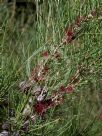 Allocasuarina nana