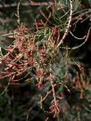 Allocasuarina nana