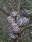 Allocasuarina nana