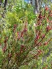 Allocasuarina nana