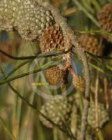 Casuarina obesa