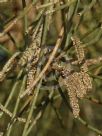 Casuarina obesa