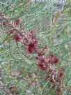 Allocasuarina pusilla