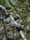 Allocasuarina rigida