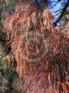 Allocasuarina torulosa