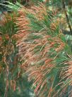 Allocasuarina torulosa