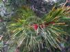 Allocasuarina torulosa