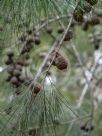 Allocasuarina torulosa