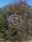 Allocasuarina torulosa