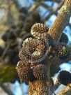 Allocasuarina verticillata