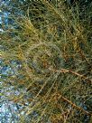 Allocasuarina verticillata