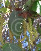 Alnus acuminata