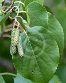 Alnus cordata