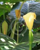 Alocasia brisbanensis