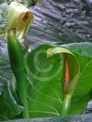 Alocasia brisbanensis