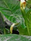 Alocasia brisbanensis