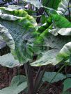 Alocasia macrorrhiza