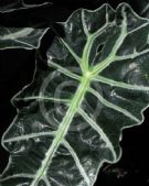 Alocasia sanderiana