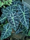 Alocasia sanderiana