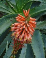 Aloe arborescens