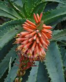 Aloe arborescens