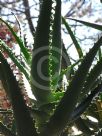 Aloe arborescens