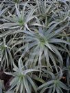 Aloe arborescens