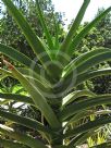 Aloe barberae