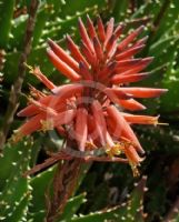 Aloe brevifolia