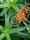 Aloe ciliaris