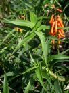 Aloe ciliaris