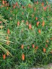 Aloe ciliaris