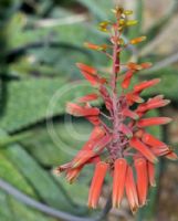 Aloe deltoideodonta