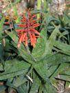 Aloe deltoideodonta