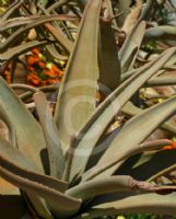 Aloe dichotoma